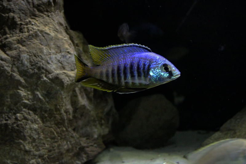 Placidochromis sp. 'jalo' Jalo Reef